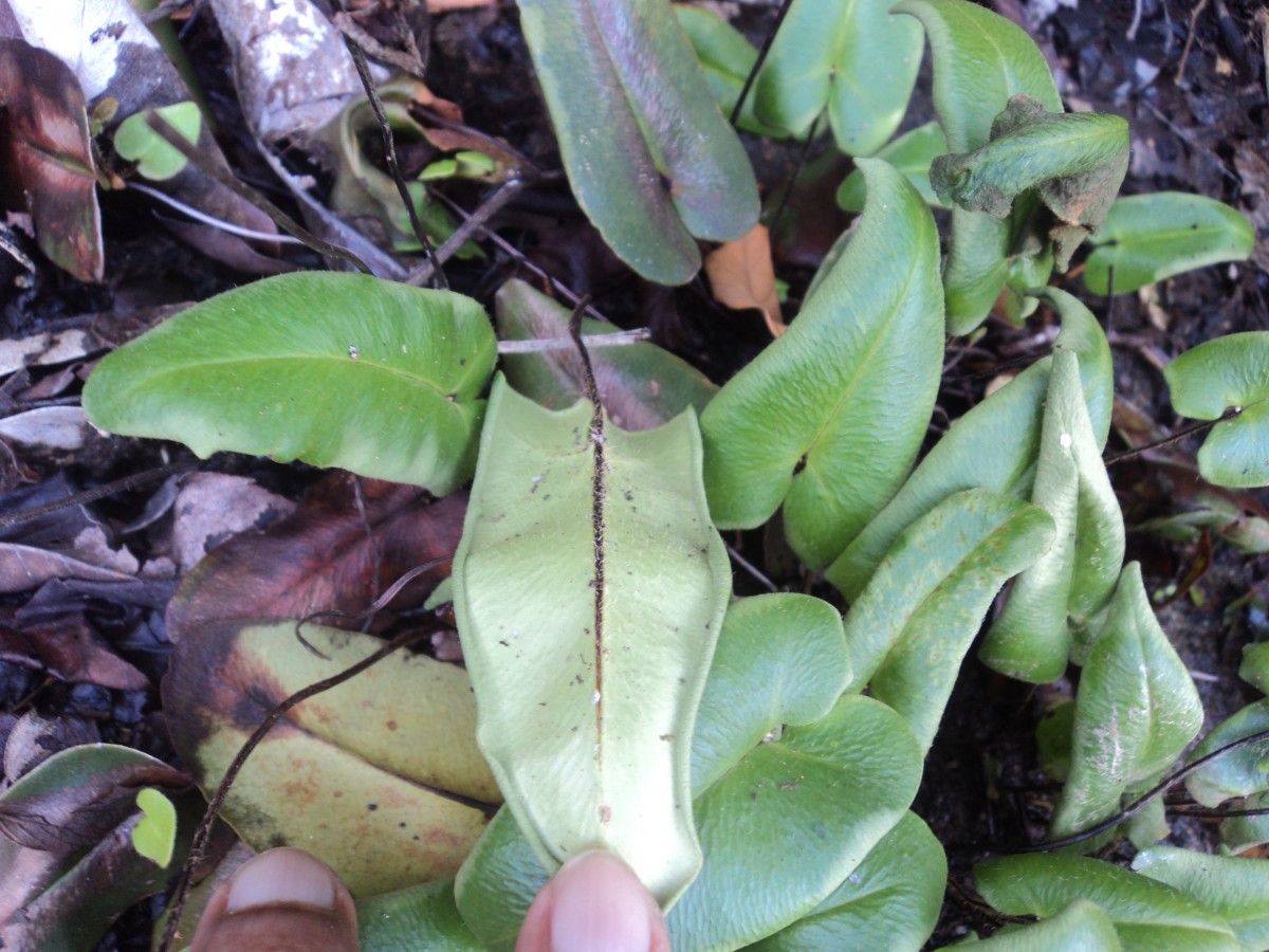 Parahemionitis cordata  (Roxb. ex Hook. Et Grev.) Fraser-Jenk.